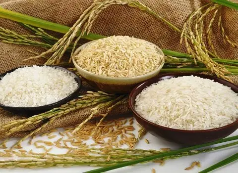 خرید برنج فجر استخوانی + قیمت فروش استثنایی